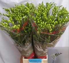 Freesia Double Versailles 70cm 30gr.