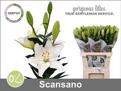 Lily La Scansano 85cm 4+