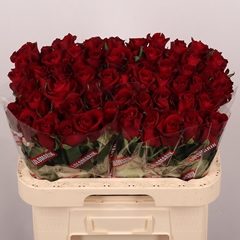 Rosa Ever Red 60cm
