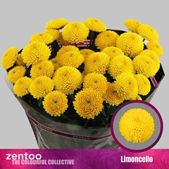 Chrysanth Spray Limoncello 70cm 75gr.