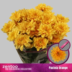 Chrysanth Spray Pastela Orange 70cm 115gr.