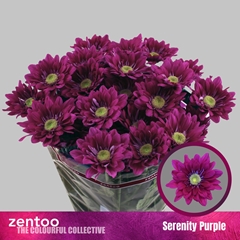 Chrysanth Spray Serenit Purple 70cm 80gr.