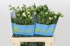 Ranunculus Butterfly Ariadne 60cm 40gr.