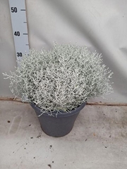 Leucophyta Brownii Challenge 26Ø 45cm