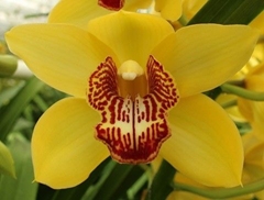 Cymbidium Monica 60cm