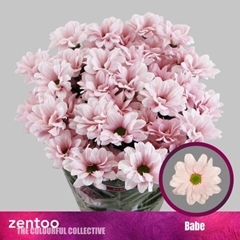 Chrysanth Spray Babe 70cm 80gr.