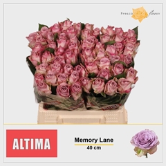 Rosa Memory Lane! 40cm