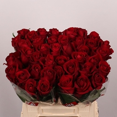 Rosa Ever Red 40cm