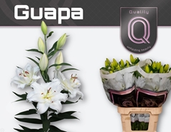 Lily Oriental Double Guapa 90cm 5+
