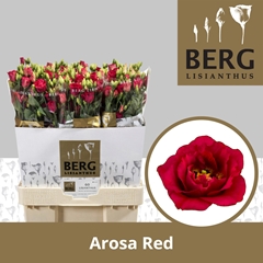Eustoma Double Arosa Red 70cm