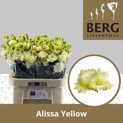 Eustoma Double Alissa Yellow 70cm