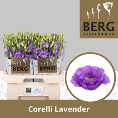 Eustoma Double Corelli Lavender 70cm