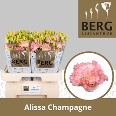 Eustoma Double Alissa Champagne 70cm