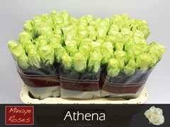 Rosa Athena 60cm