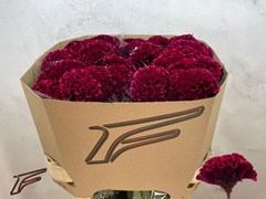 Celosia Indian Summerburgundy 80cm