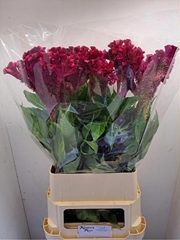 Celosia Turbo Royal Violet 100cm