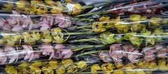 Cymbidium Mini Mix 60cm