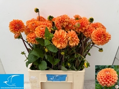 Dahlia Sylvia 65cm