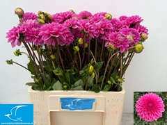 Dahlia Sandra 60cm