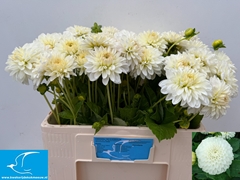 Dahlia Snow Cap 55cm