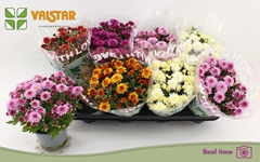 Chrysanth Mix 5 Colours 12Ø 20cm