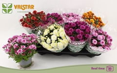 Chrysanth Mix 5 Colours 12Ø 20cm