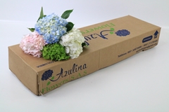 Hydrangea Premium Mix 60cm 16cm Hd
