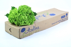 Hydrangea Natural Dark Green 60cm 16cm Hd