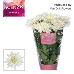 Chrysanth Spray Baltica 70cm 80gr.