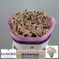 Limonium Sinuatum Apricot Sun Birds 60cm 20gr.