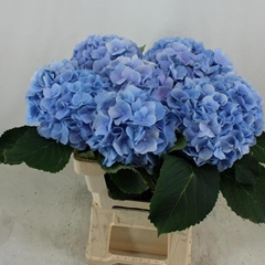 Hydrangea Verena Blue 60cm 18-20cm Hd