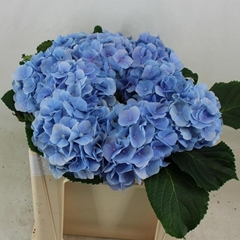 Hydrangea Verena Blue 50cm 16-18cm Hd