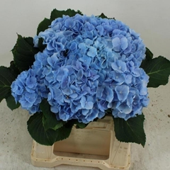 Hydrangea Verena Blue 40cm 12-14cm Hd