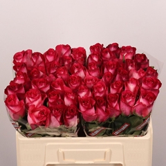 Rosa Nicoletta 50cm