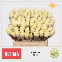 Rosa Albatros 40cm