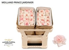 Rosa Meilland Prince Jardinier 50cm