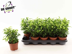 Ficus Benjamina Natasja 12Ø 30cm