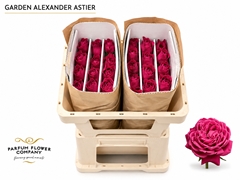 Rosa Meilland Alexander Astier 50cm