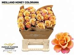 Rosa Meiland Honey Colorama 50cm