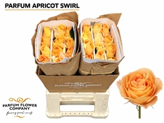 Rosa Parfum Apricot Swirl 60cm