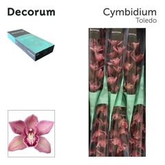 Cymbidium Toledo 80cm