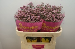 Limonium Sinense Blush Diamond 70cm 25gr.