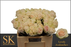 Rosa Lovely Avalanche+ 50cm