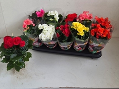 Begonia Double Mix 9Ø 25cm