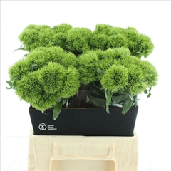 Dianthus Barb Kiwi Mellow 45cm
