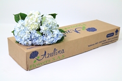 Hydrangea Blue 60cm 16cm Hd