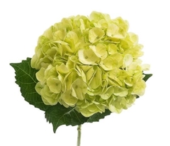 Hydrangea Lemon Green 60cm 16cm Hd