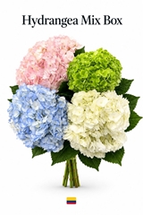 Hydrangea Mix 60cm 14-16cm Hd