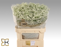 Gypsophila Paniculata Zinzi Discovery 80cm 30gr.