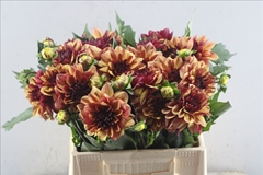 Dahlia Creme De Cognac 40cm